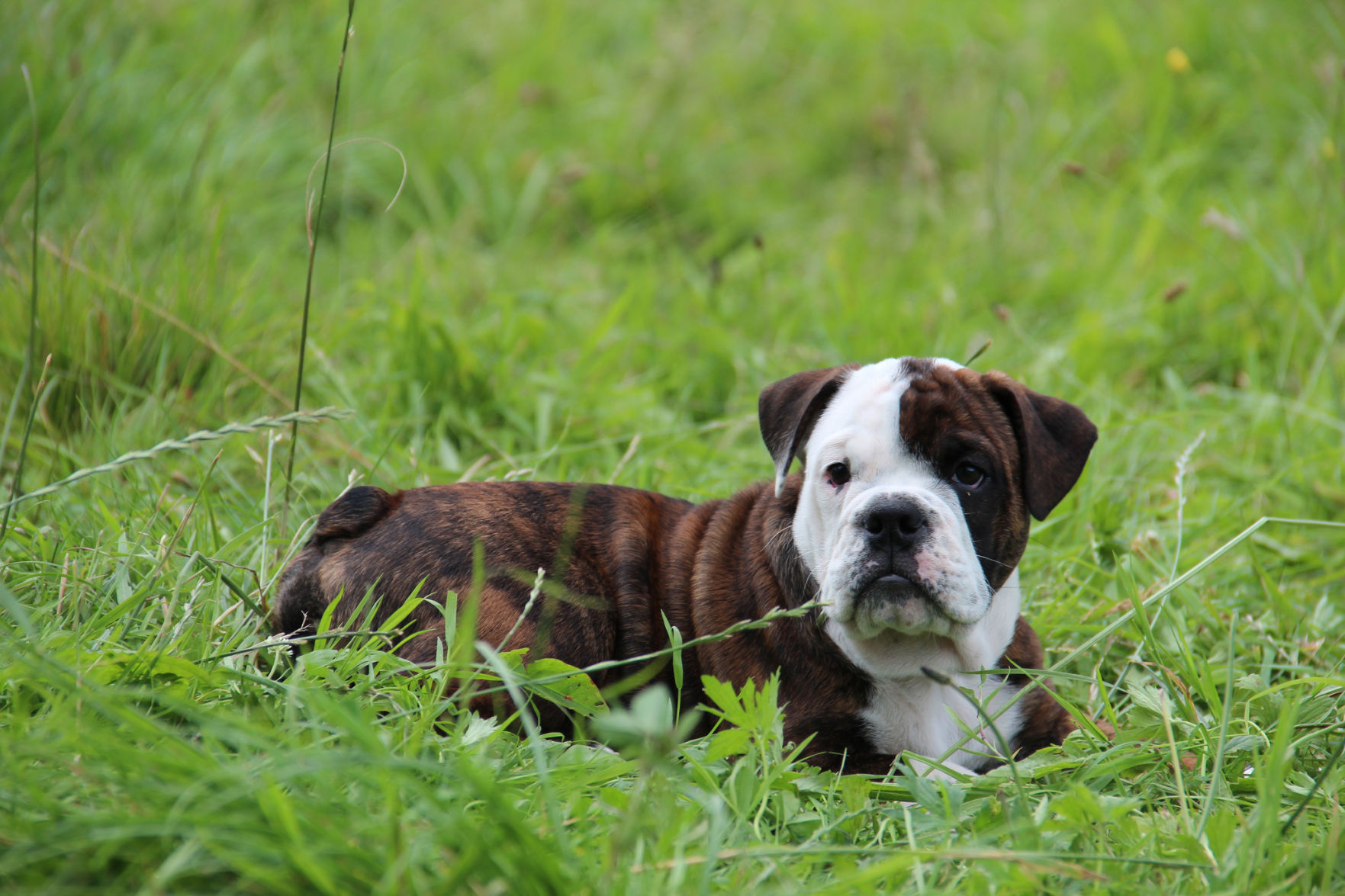 Bulldog